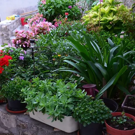 Miki, Okrug Gornji, Apartman *